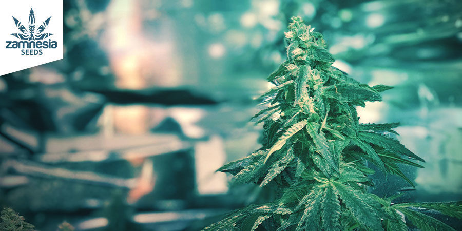 Amnesia Haze (Zamnesia Seeds) feminiserad Amnesia Haze (Zamnesia Seeds) feminiserad