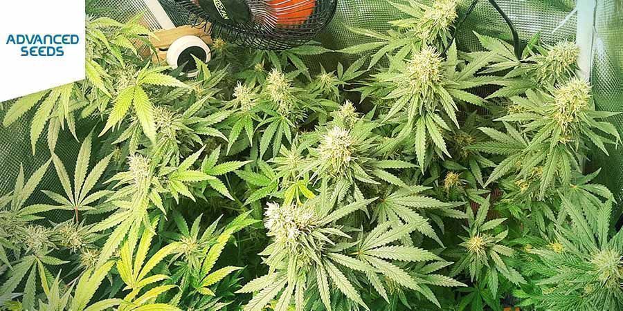 Critical (Advanced Seeds) Critical (Advanced Seeds)