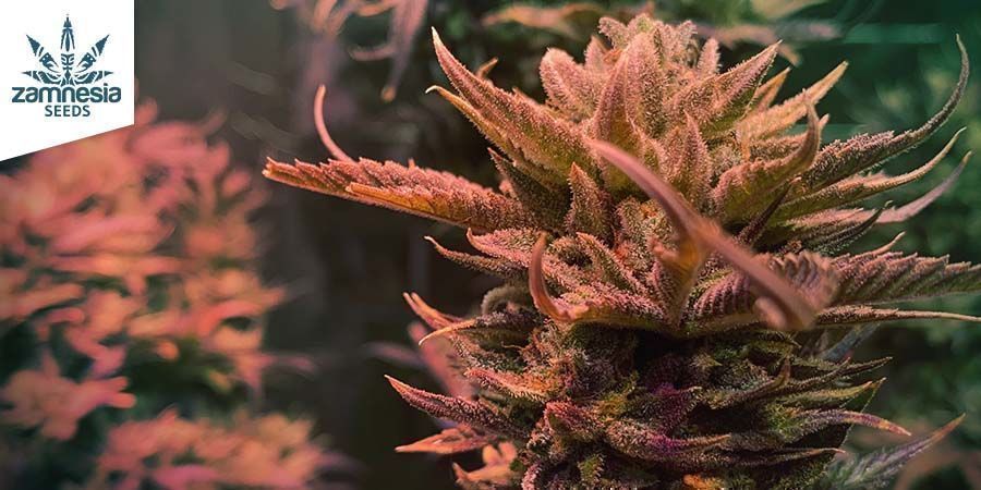 Giant White Haze (Zamnesia Seeds) Feminized Giant White Haze (Zamnesia Seeds) Feminized
