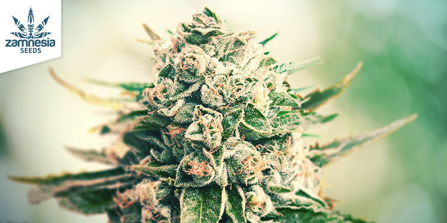 Gorilla Glue (Zamnesia Seeds) Feminized Gorilla Glue (Zamnesia Seeds) Feminized