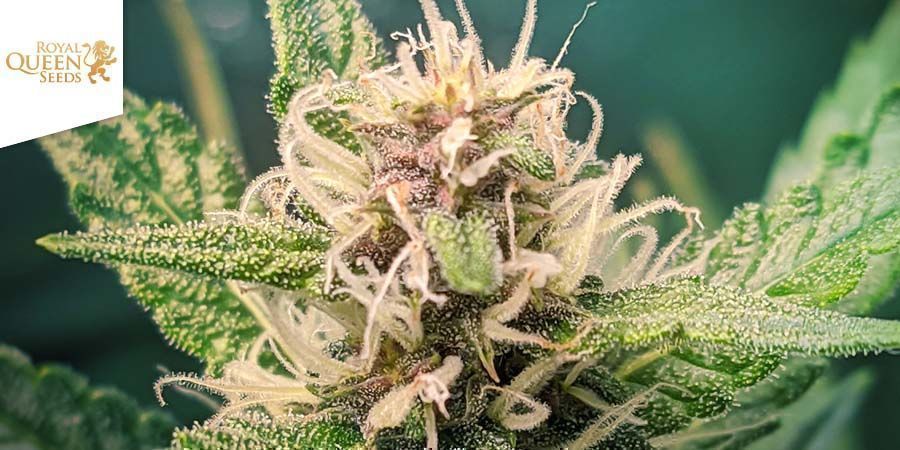 Northern Light (Royal Queen Seeds) Northern Light (Royal Queen Seeds)