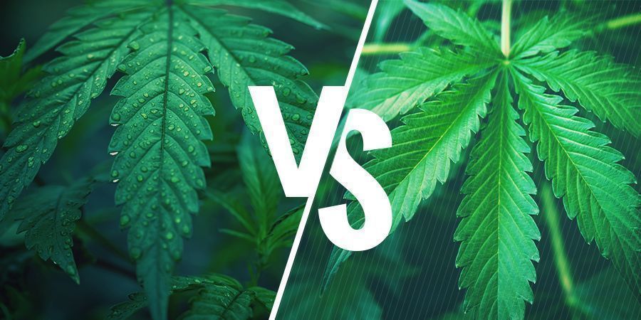 Indica vs sativa — att välja rätt sort för dina ätbara