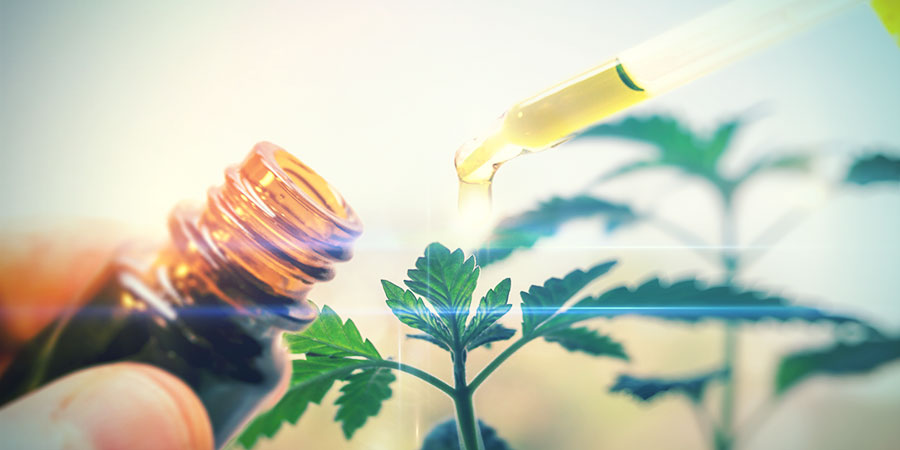 Vad är CBD i cannabis?