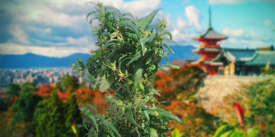 Introduktion: Hokkaido hemp INTRODUCING: HOKKAIDO HEMP