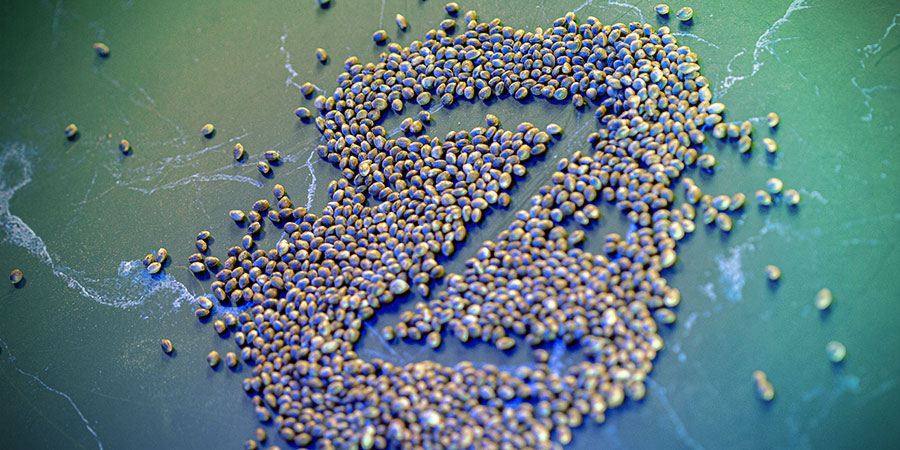 Hokkaido Hemp Belongs In Your Collection Hokkaido Hemp Belongs In Your Collection