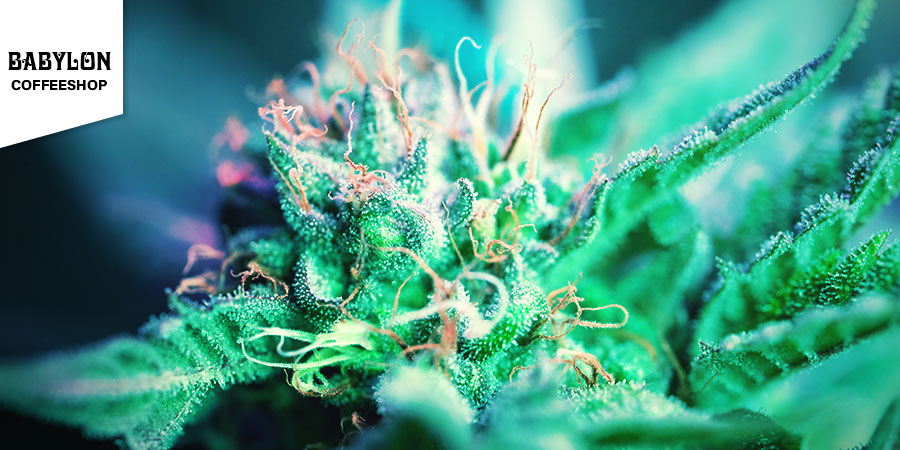Babylon Coffeeshop Babylon Coffeeshop – bästa hybridcannabis i Amsterdam