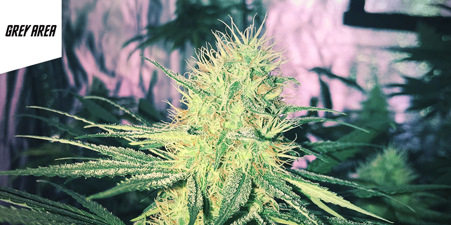 Grey Area Coffeeshop Grey Area Coffeeshop - Best Hybrid Cannabis Amsterdam