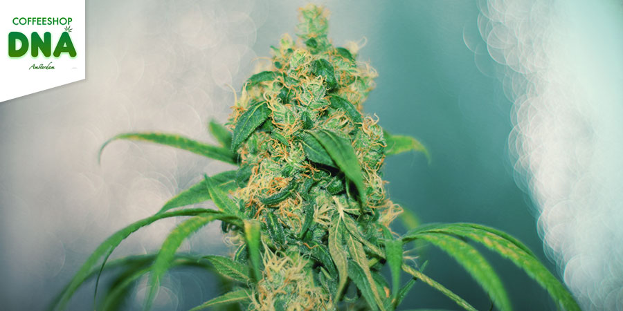 Coffeeshop DNA Coffeeshop DNA - Bästa hybrida cannabissorter i Amsterdam