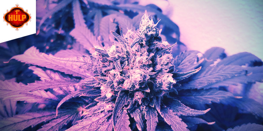 Coffeeshop 1e Hulp Coffeeshop 1e Hulp - Bästa hybridcannabis i Amsterdam