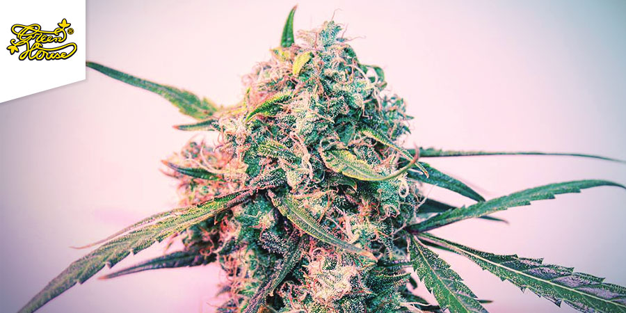 Green House Coffeeshop Green House Coffeeshop - Best Hybrid Cannabis Amsterdam