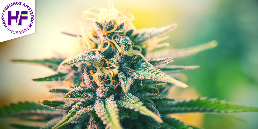 Coffeeshop Happy Feelings Coffeeshop Happy Feelings - Bästa hybrida cannabissorter i Amsterdam