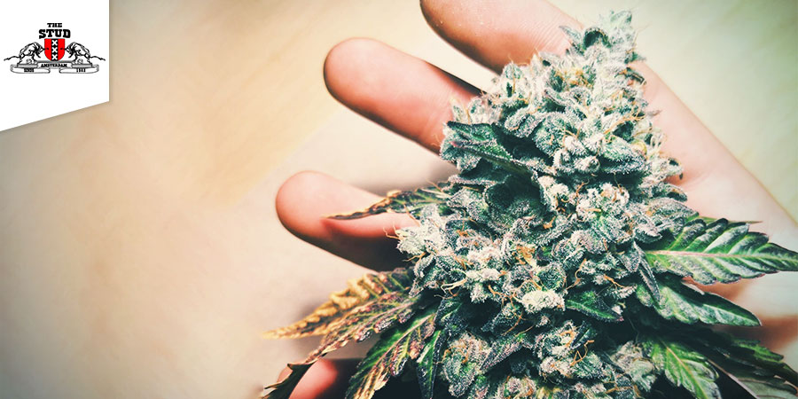 Coffeeshop The Stud Coffeeshop The Stud - Best Hybrid Cannabis Amsterdam