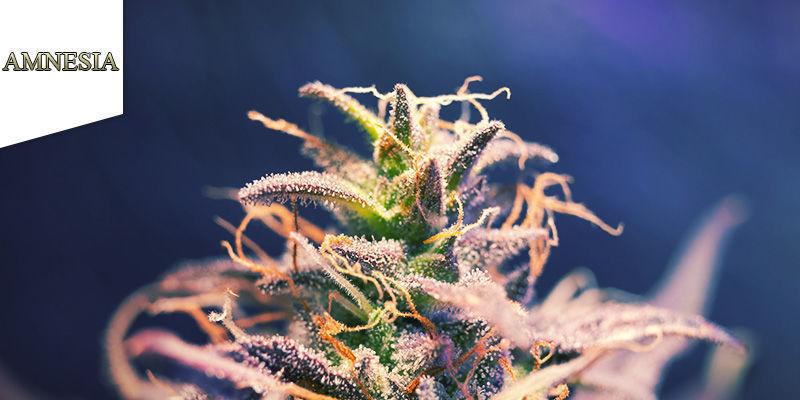 Amnesia Amnesia