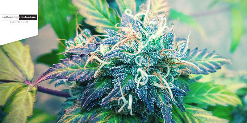 Coffeeshop Amsterdam Best Sativa Weed: Coffeeshop Amsterdam