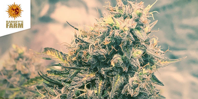 Barney's Coffeeshop Amsterdam Bästa sativa-weed: Barney's Coffeeshop Amsterdam
