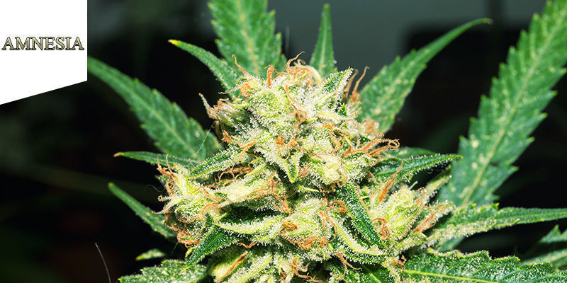 Coffeeshop Amnesia Amsterdam Bästa sativa-cannabis: Coffeeshop Amnesia Amsterdam