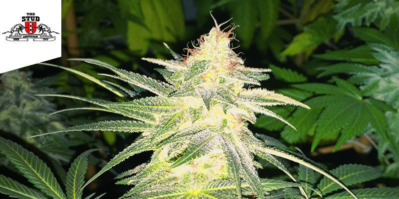 The Stud coffeeshop i Amsterdam Bästa sativa: The Stud coffeeshop i Amsterdam