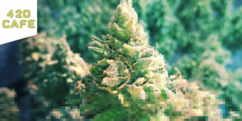 420 Café coffeeshop Amsterdam Bästa sativa-cannabis: 420 Café coffeeshop Amsterdam
