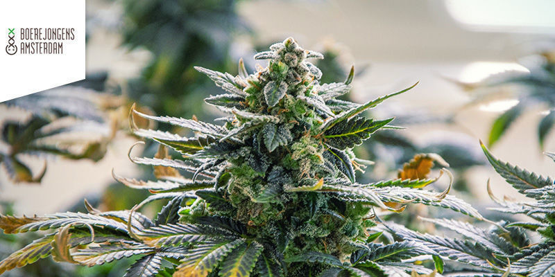 Boerejongens Coffeeshop Amsterdam Best Sativa Weed: Boerejongens Coffeeshop Amsterdam