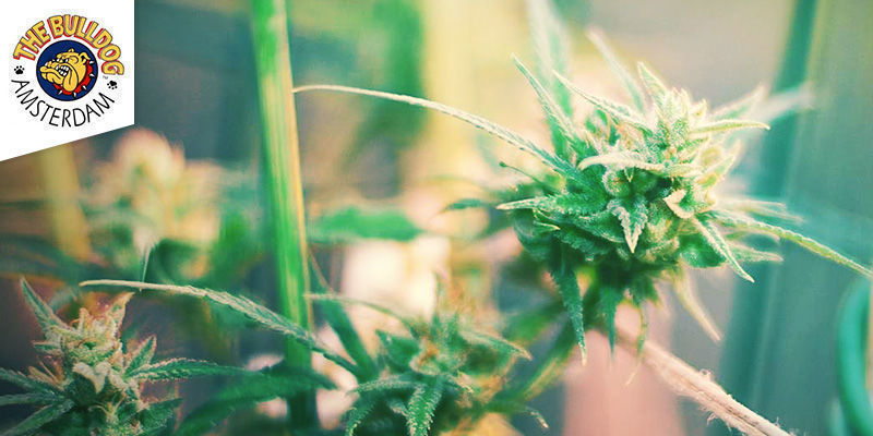 The Bulldog Coffeeshop Amsterdam Bästa sativa-cannabis: The Bulldog Coffeeshop Amsterdam