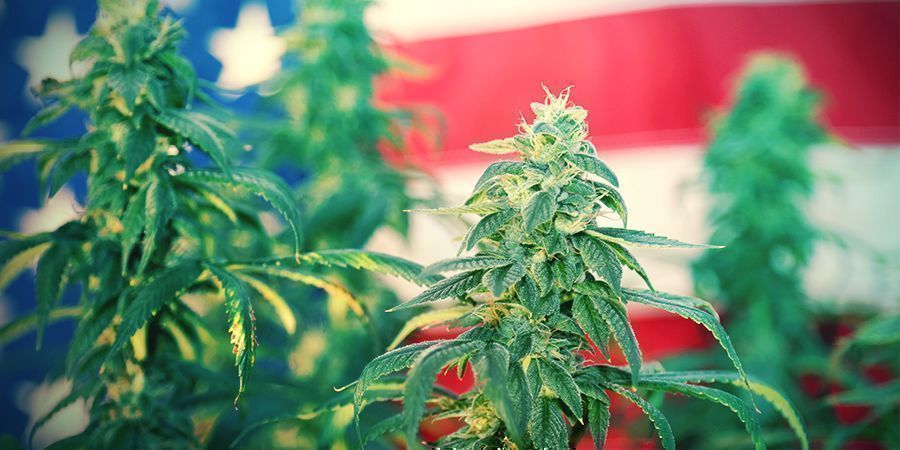 Stjärnor, ränder och sorter STARS, STRIPES, AND STRAINS