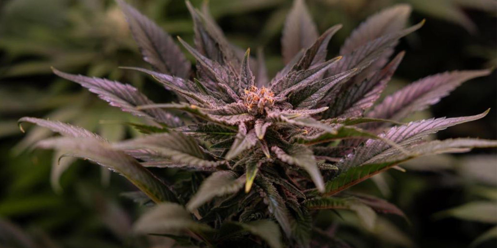 Lägsta temperatur som cannabis klarar Lägsta temperatur som cannabis klarar
