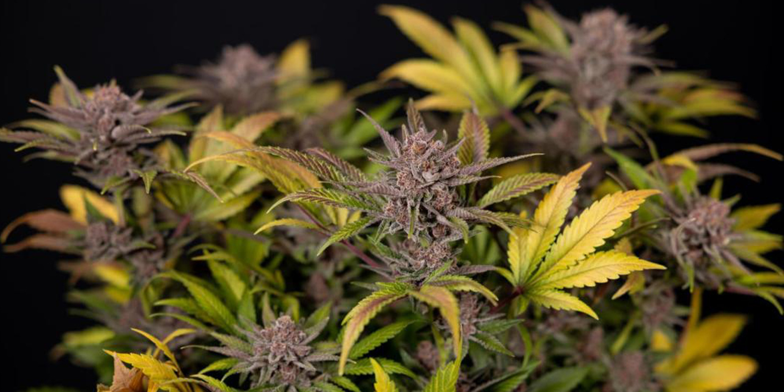 Tips för att odla cannabis på vintern Tips för att odla cannabis på vintern