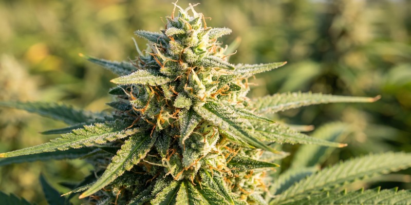 Critical Neville Haze 2.0 (Delicious Seeds)