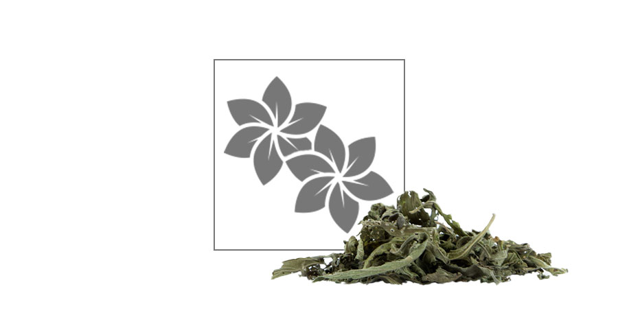 Vild dagga