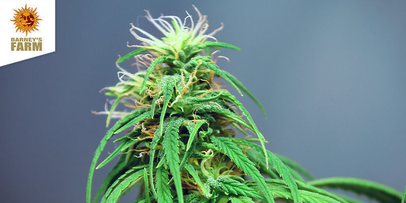 DR Grinspoon