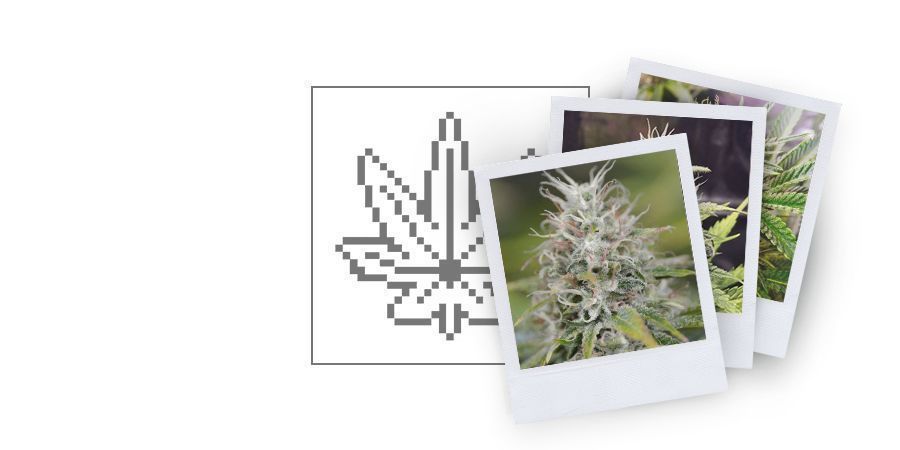 Klassiska-kategorin
