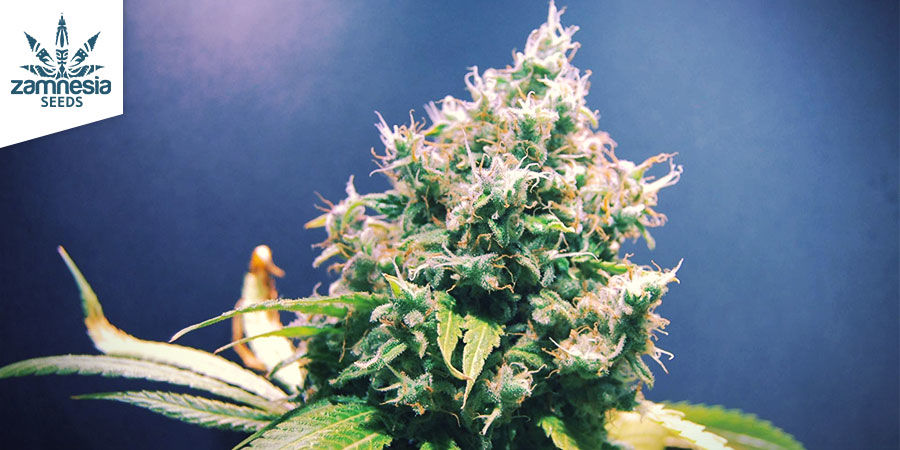 Lemon power haze — Zamnesia Seeds