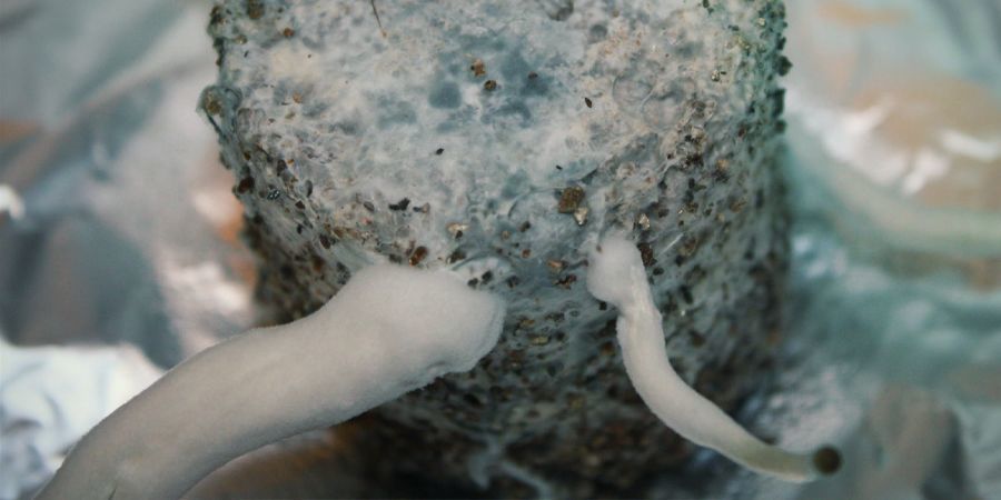 KAN MYCELIUM OCKSÅ FÅ BLÅ BLÅNAD?