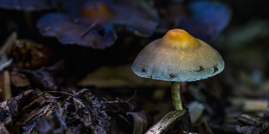 Får alla psilocybinsvampar blåmärken? DO ALL PSILOCYBIN MUSHROOMS BRUISE BLUE?