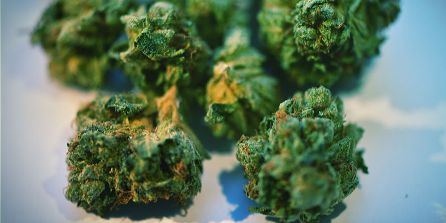 Vad händer om du missköter cannabisblommor? Vad händer om du missköter cannabisblommor?