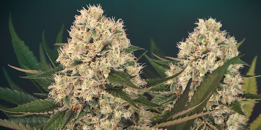 Black Zkittlez: En genetisk bakgrund BLACK ZKITTLEZ: A GENETIC HISTORY