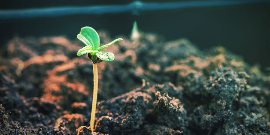 Fördelar med att använda ett bevattningssystem för cannabis ADVANTAGES OF USING A CANNABIS IRRIGATION SYSTEM