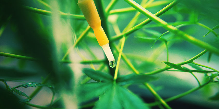 Vad är ett bevattningssystem för cannabis? WHAT IS A CANNABIS IRRIGATION SYSTEM?