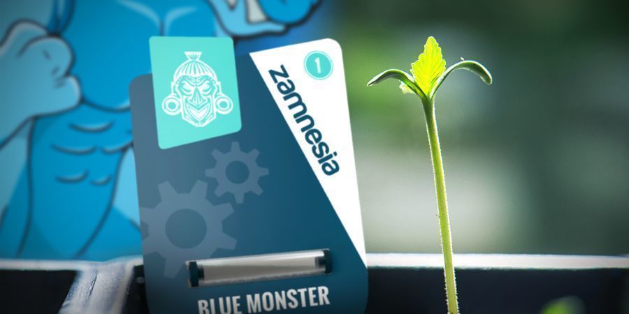 Odla Blue Monster Automatic Odla Blue Monster Automatic