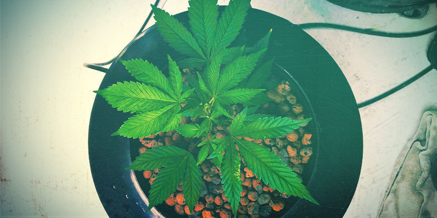 Skydda dina cannabisplantor mot alger PROTECT YOUR CANNABIS PLANTS FROM ALGAE