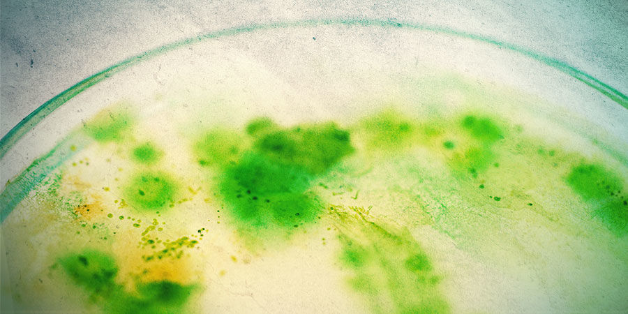 Vad är alger och hur uppstår de? WHAT ARE ALGAE, AND HOW DOES IT DEVELOP?