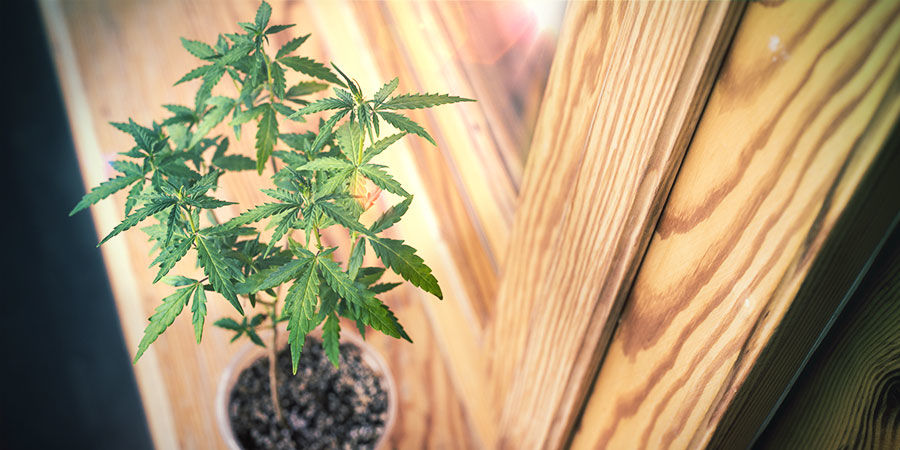 Hur du odlar cannabis på en fönsterbräda eller i vardagsrummet Hur du odlar cannabis på en fönsterbräda eller i vardagsrummet