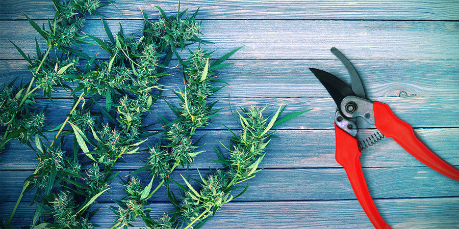 Skörda cannabis
