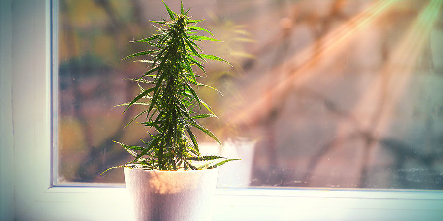 Vad du kan förvänta dig av cannabis som odlas utanför ett odlingsrum Vad du kan förvänta dig av cannabis som odlas utanför ett odlingsrum