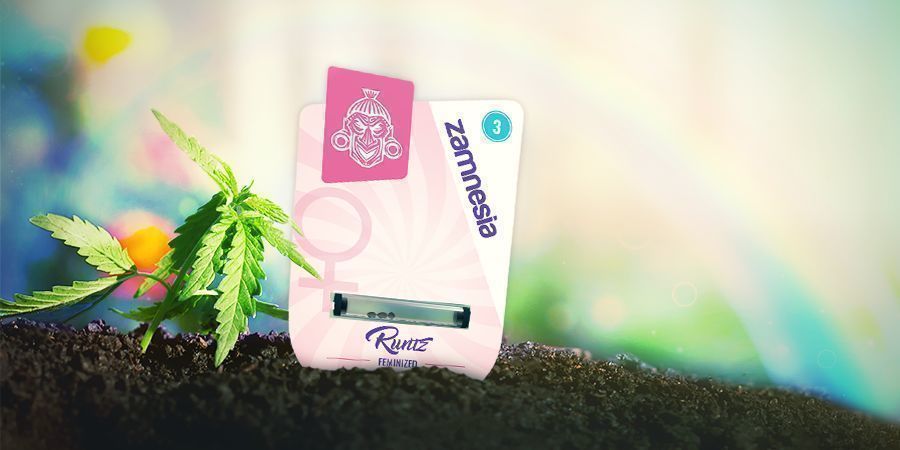 Så odlar du Runtz HOW TO GROW RUNTZ