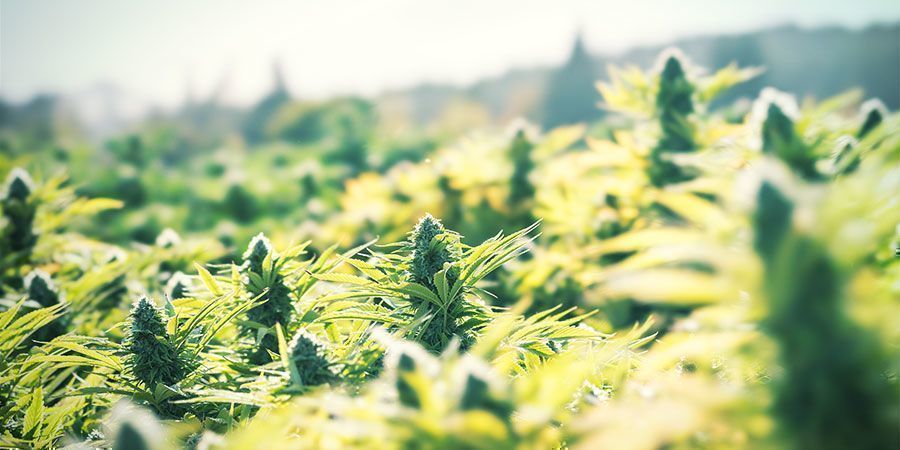 Odla cannabis utomhus – ett enkelt sätt att spara pengar Odla cannabis utomhus – ett enkelt sätt att spara pengar