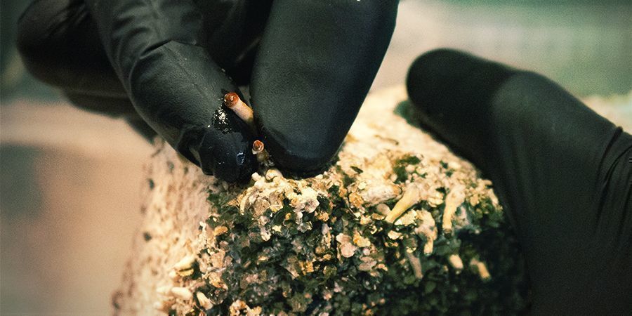 Blötlägga substratet för att få flera flushes Blötlägga substratet för att få flera flushes