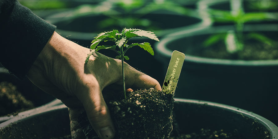 Så odlar du Super Silver Haze HOW TO GROW SUPER SILVER HAZE