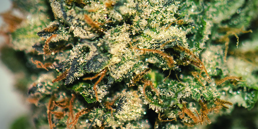Så odlar du Gorilla Zkittlez HOW TO GROW GORILLA ZKITTLEZ