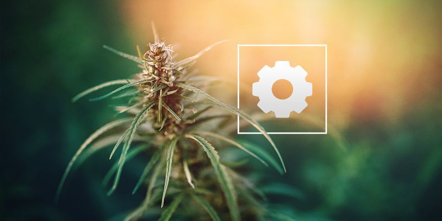 Hur mycket solljus behöver Autoflower cannabisplantor?